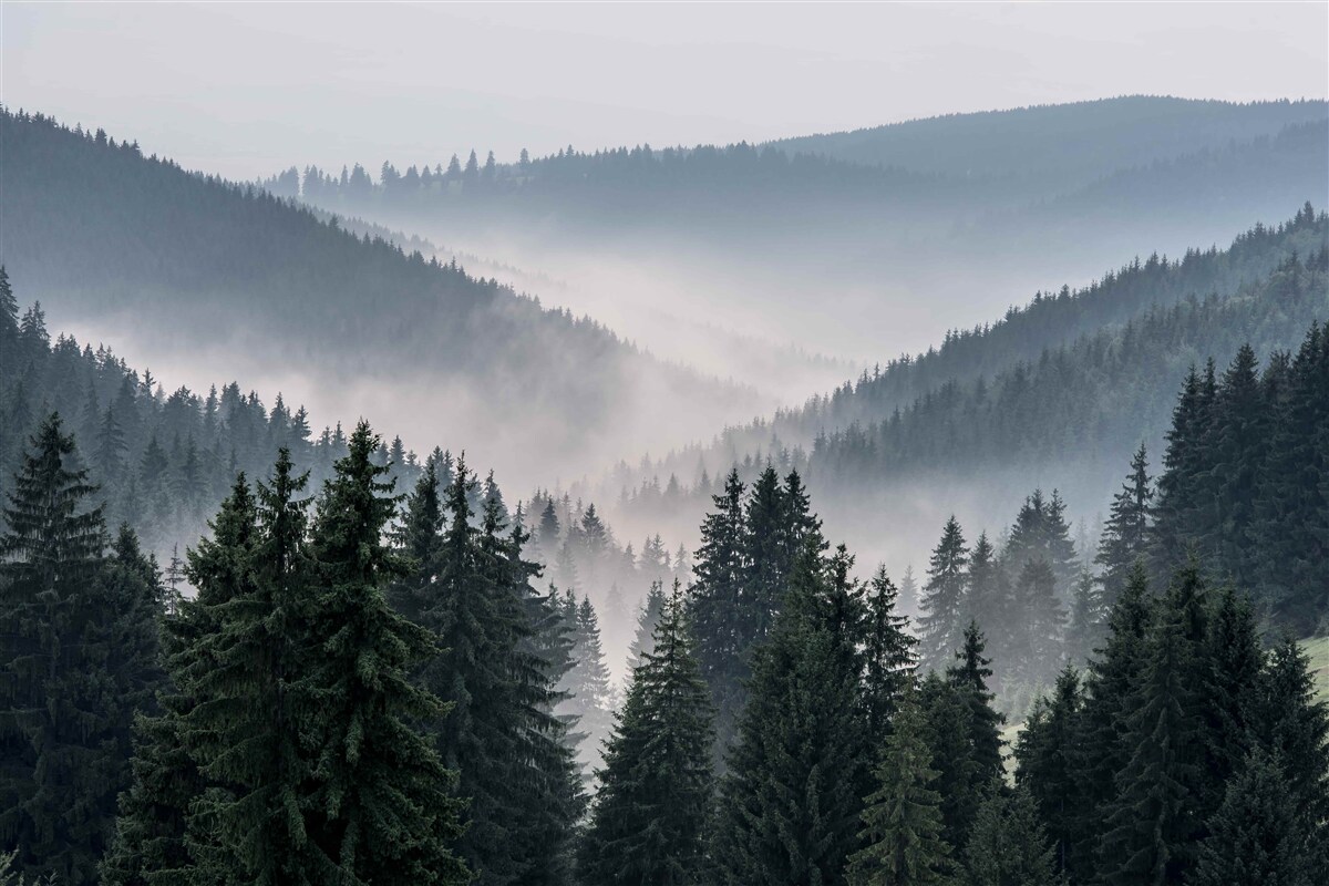 Papier peint La forêt de conifères de montagne est cachée sous un épais brouillard.