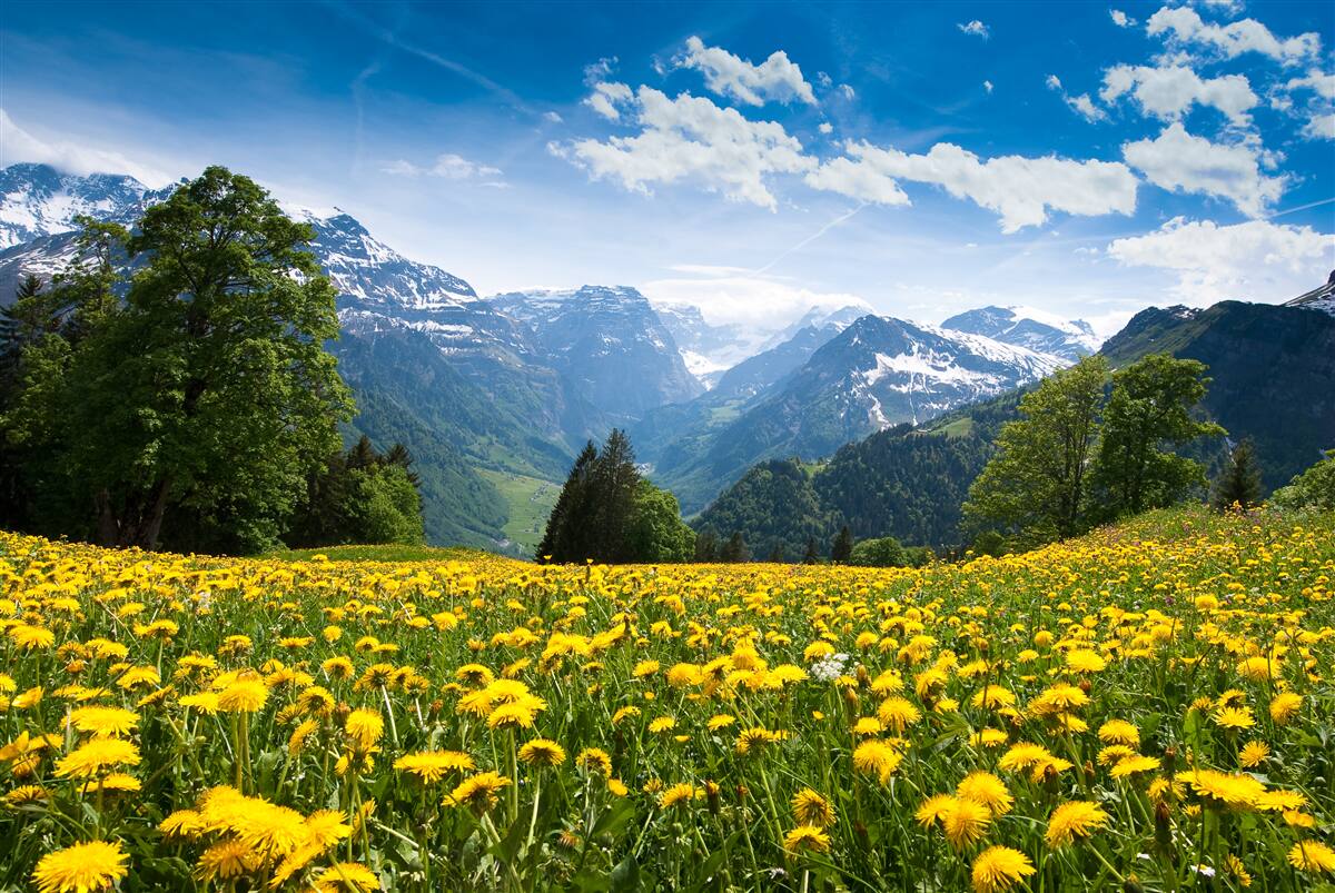Papier peint paysage de montagne avec un champ de coquelicots décoré de pissenlits jaunes