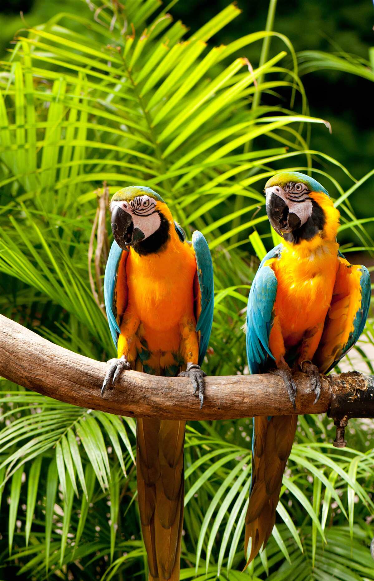 Papier peint deux ares assis sur des branches de palmier