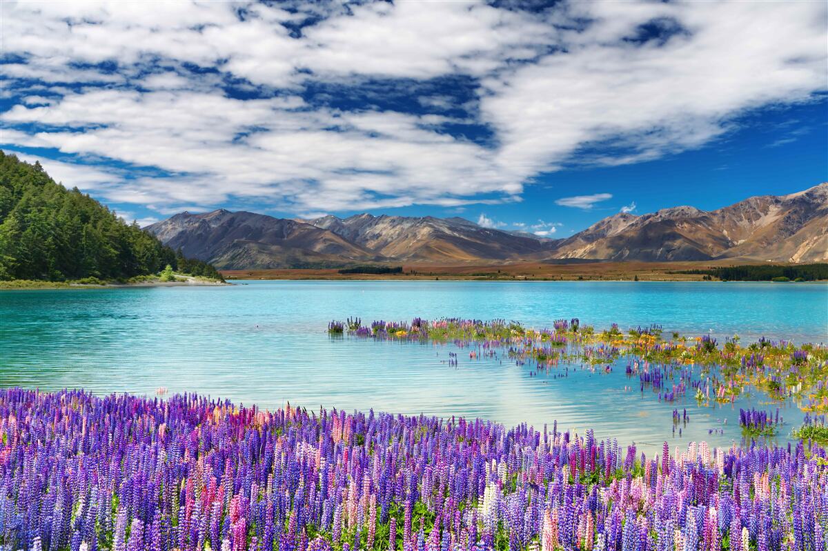 Papier peint les fleurs se reflètent dans l'eau cristalline d'un lac de montagne