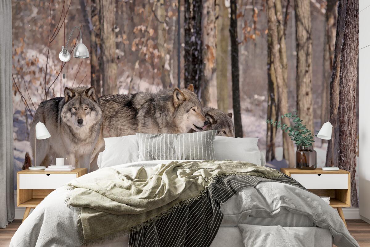 Papier peint un groupe de loups se promène dans un bosquet de la forêt d'hiver