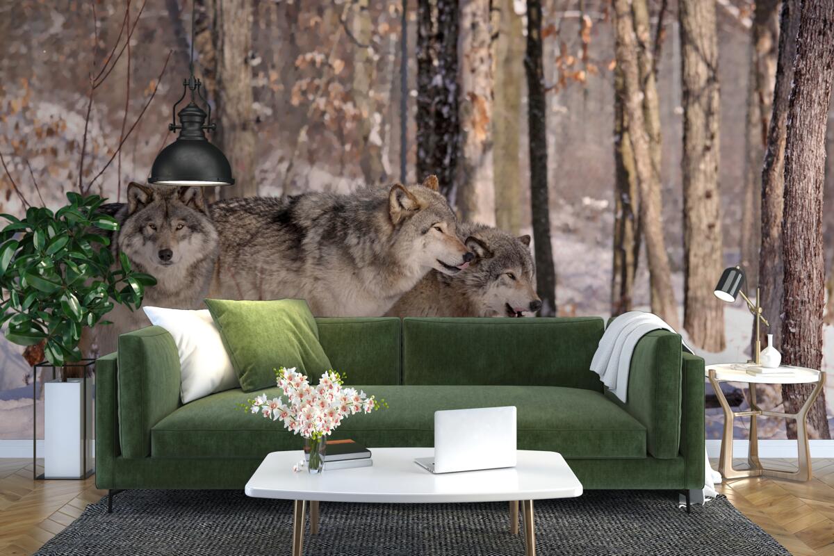 Papier peint un groupe de loups se promène dans un bosquet de la forêt d'hiver