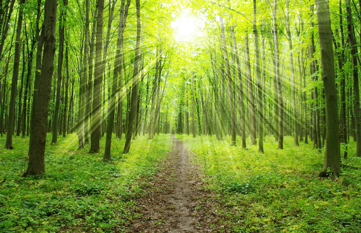 Papier peint Les rayons du soleil dans la forêt verdoyante illuminent tout ce qui l'entoure.