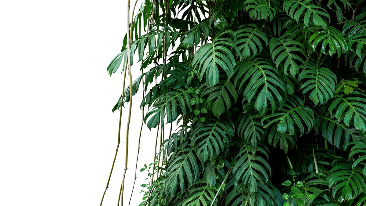 Papier peint feuilles de monstera denses dans les tons de vert