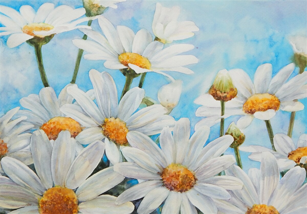 Papier peint contre le ciel, un champ parsemé de marguerites blanches d'été