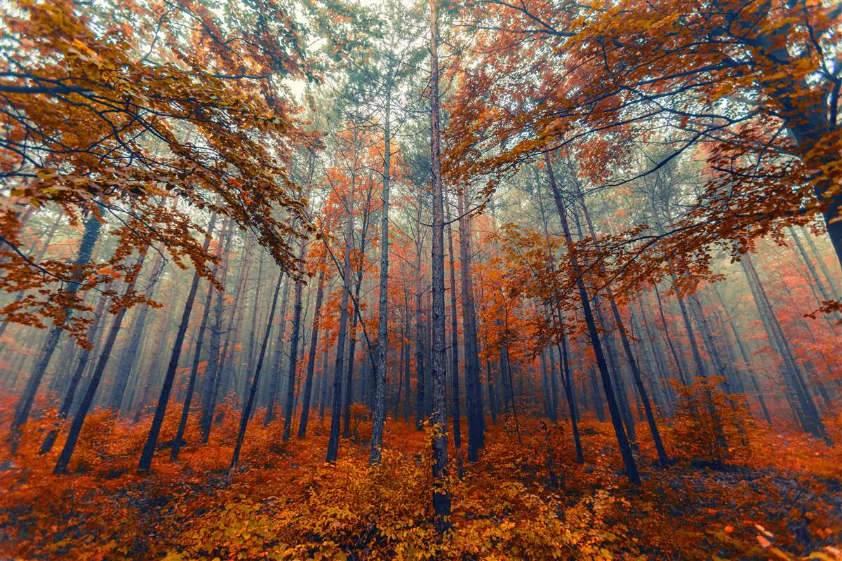 Papier peint feuilles d'automne tombées dans la forêt