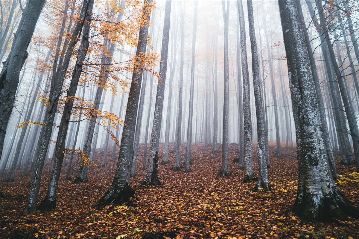 Papier peint brume dans une gracieuse forêt d'automne