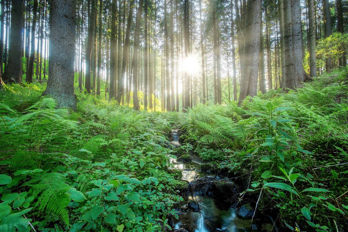 Papier peint les rayons du soleil pénètrent dans la forêt dense