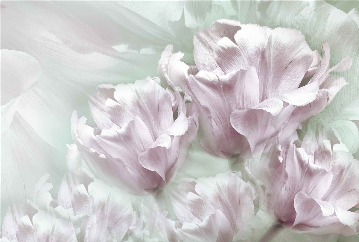 Papier peint magnifiques grandes fleurs blanc-violet