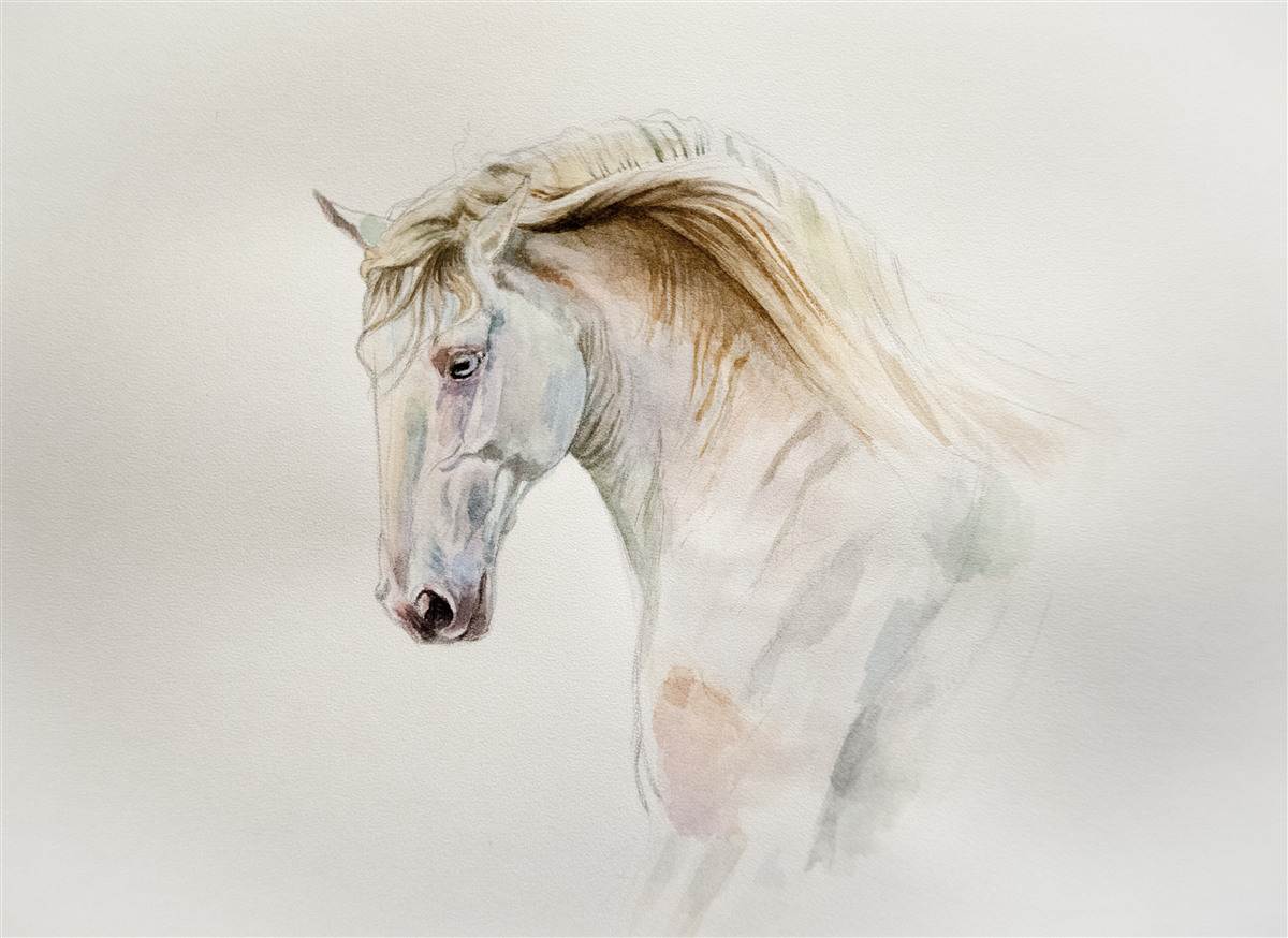 Papier peint le cheval blanc en mouvement