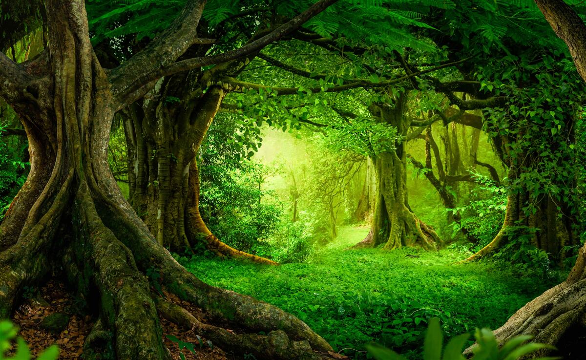 Papier peint des arbres anciens dans un bosquet verdoyant