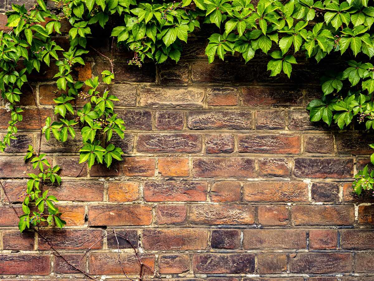 Papier peint Mur de briques entouré de plantes vertes