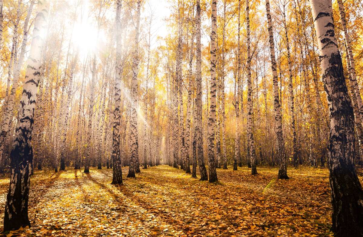 Papier peint a brillé dans l'aube d'un bosquet d'automne