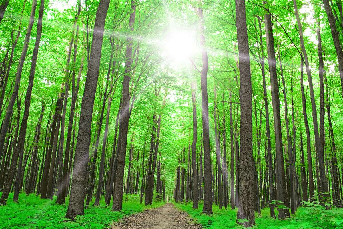 Papier peint lucarne lumineuse dans le vert dense des arbres