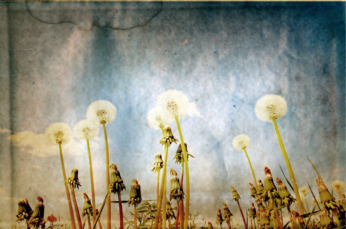 Papier peint le coucher de soleil est salué par de gracieux pissenlits