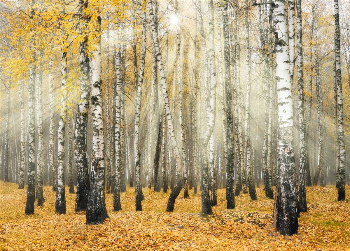 Papier peint Feuilles de bouleau tombées dans une forêt d'automne