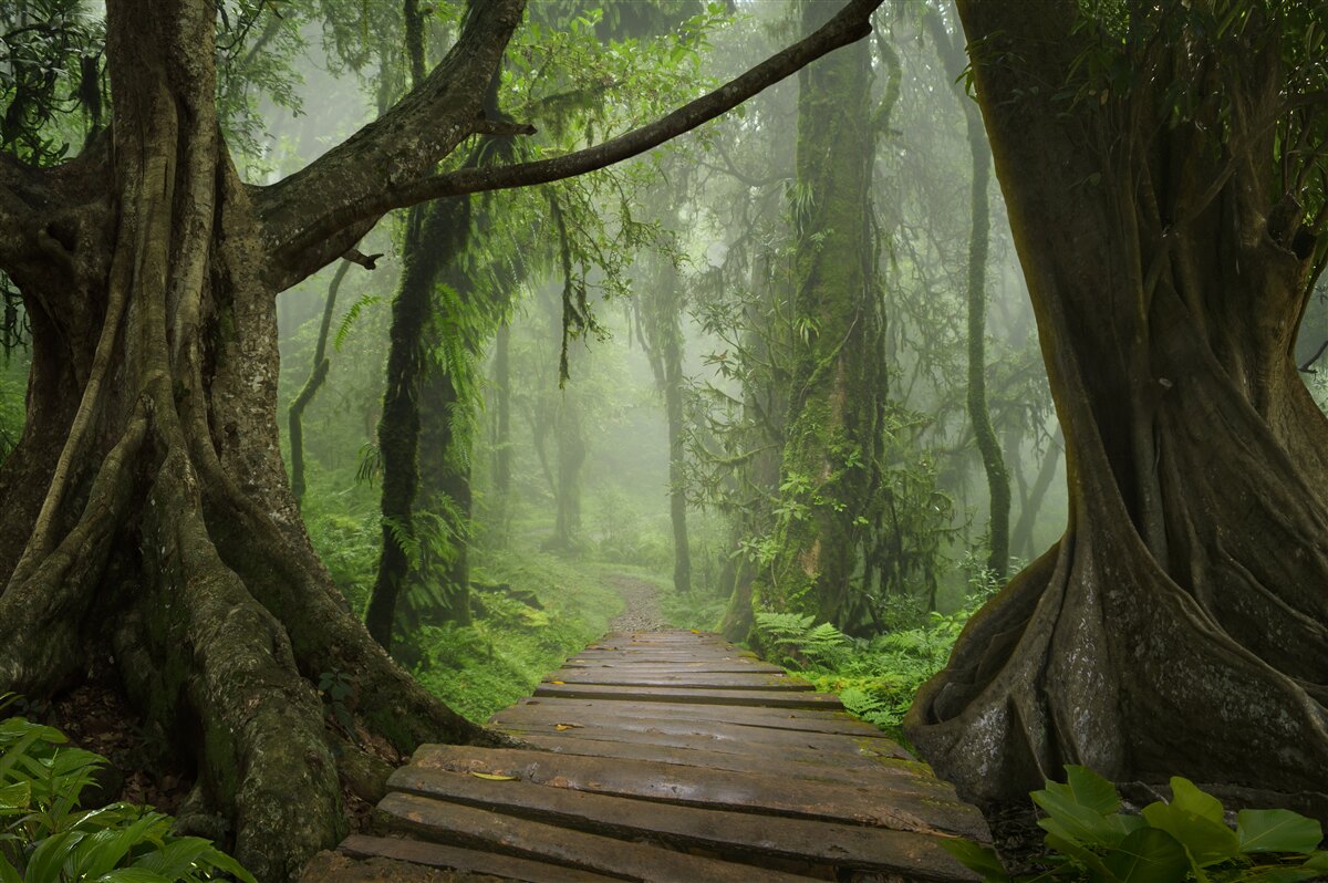 Papier peint chemin mystique entouré d'une forêt luxuriante