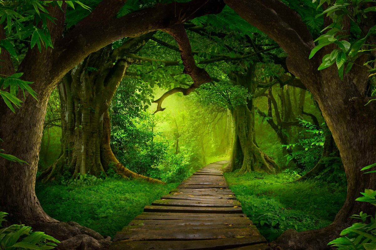 Papier peint chemin dégagé parmi les arbres de la forêt ancienne