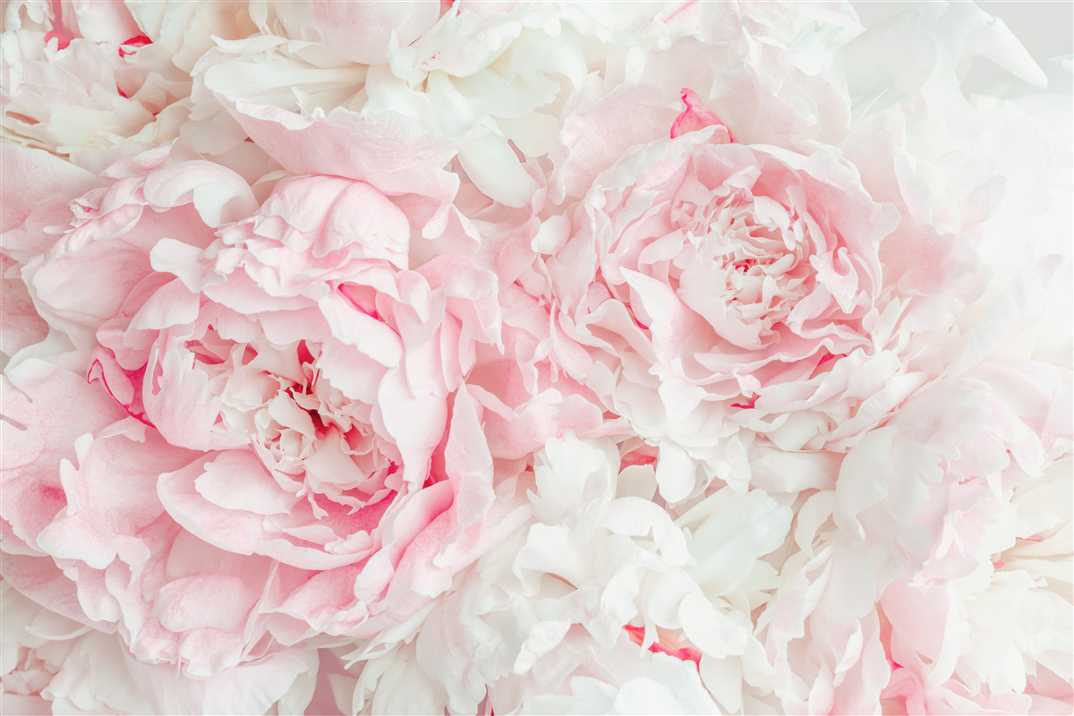 Papier peint fleurs blanches avec de grandes feuilles