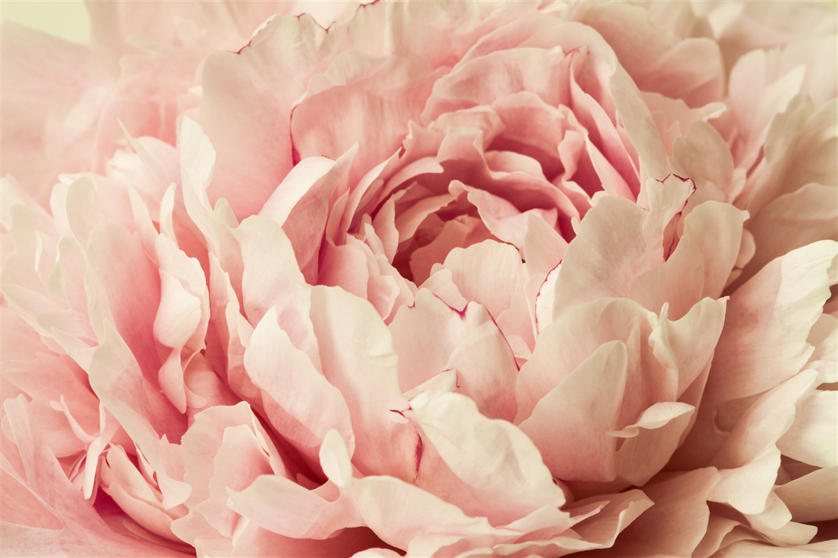 Papier peint granulés de fleurs d'aster