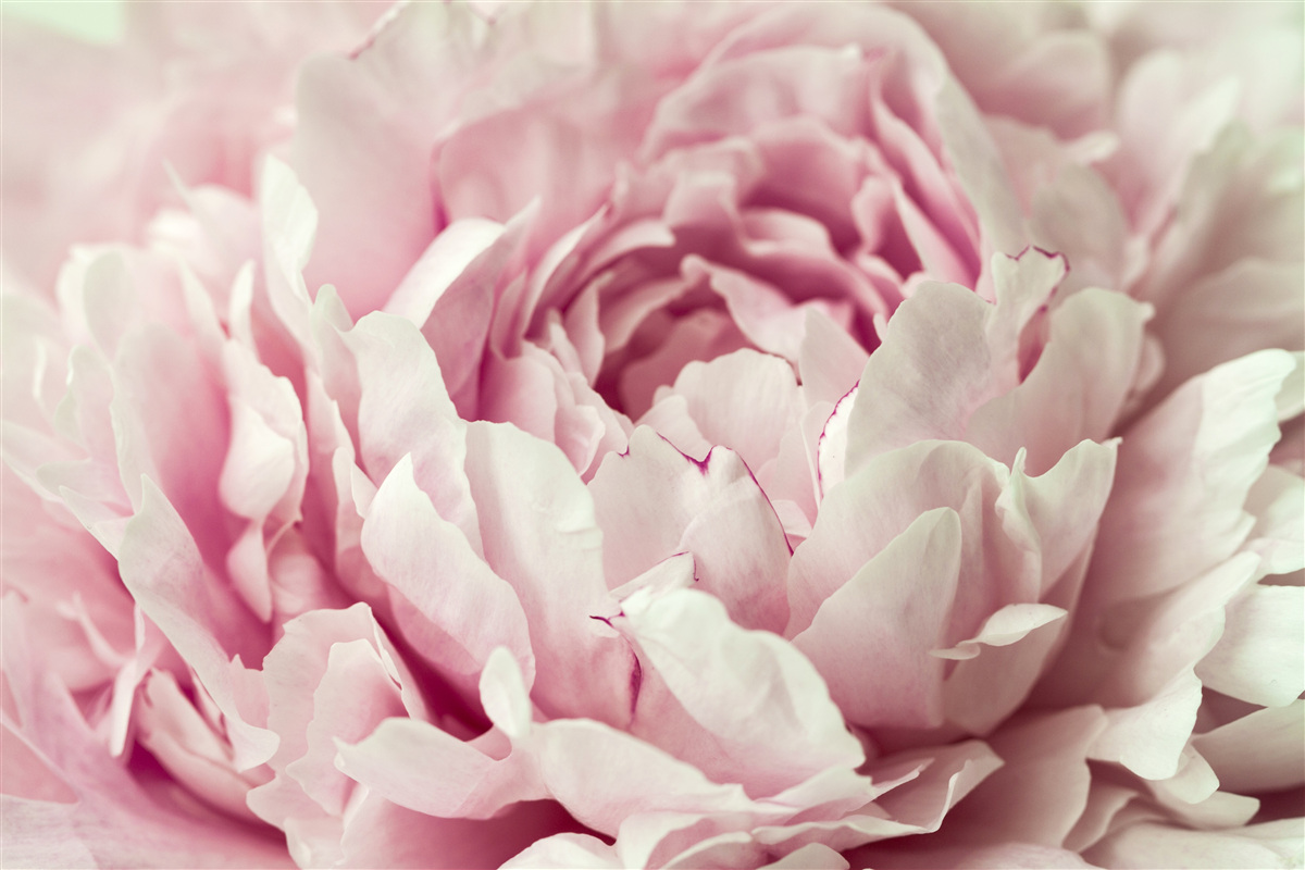 Papier peint feuilles souples de la fleur rose