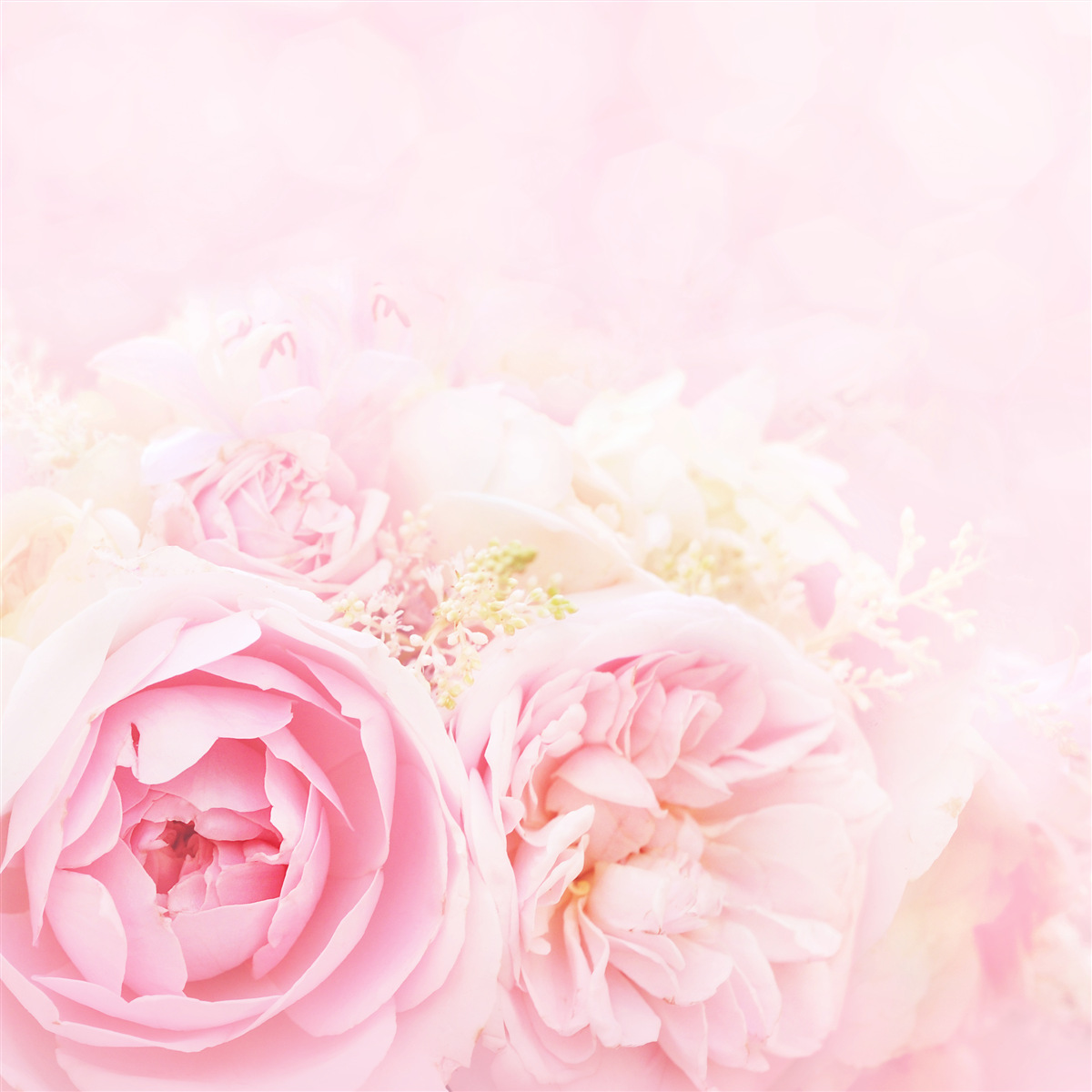 Papier peint peony pink rose set