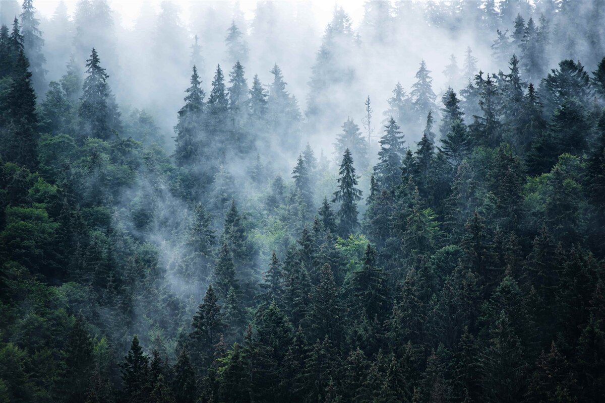 Papier peint la brume s'abat sur un bosquet d'épicéas