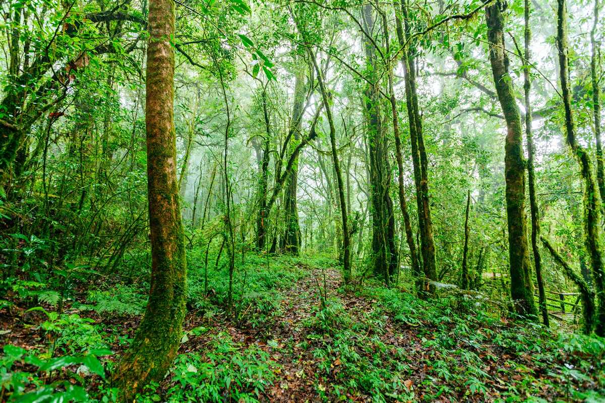 Papier peint la forêt rafraîchie par la pluie est devenue émeraude