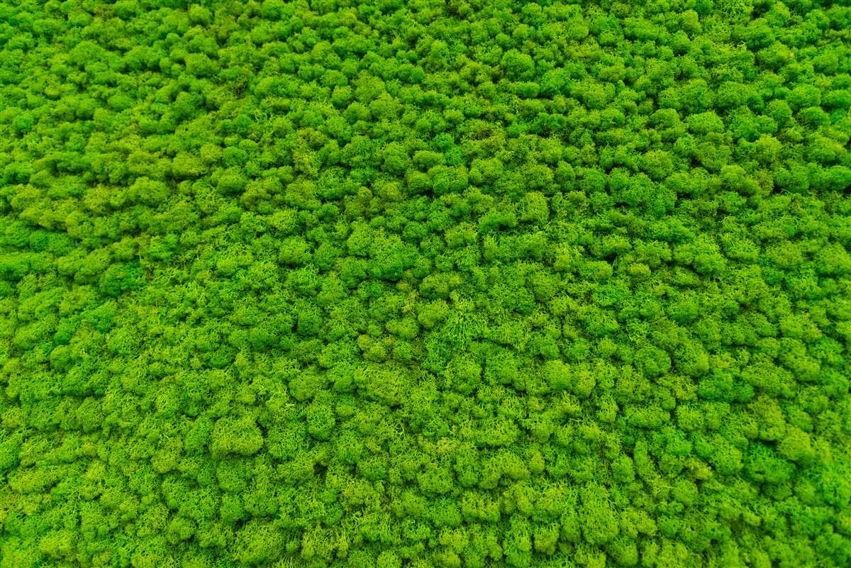 Papier peint vue d'une feuille verte depuis un point élevé