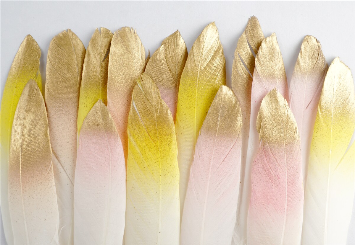 Papier peint longues plumes dégradées