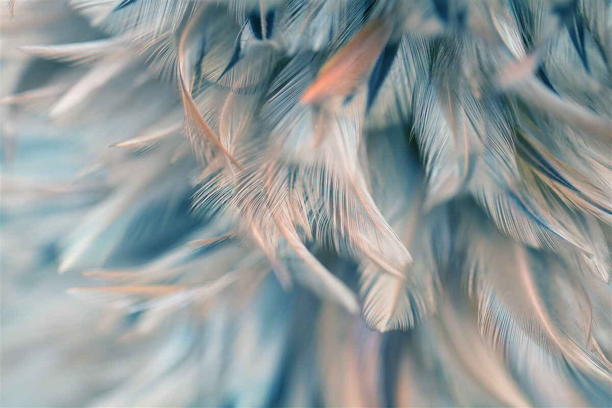 Papier peint fond doux composé de différentes plumes