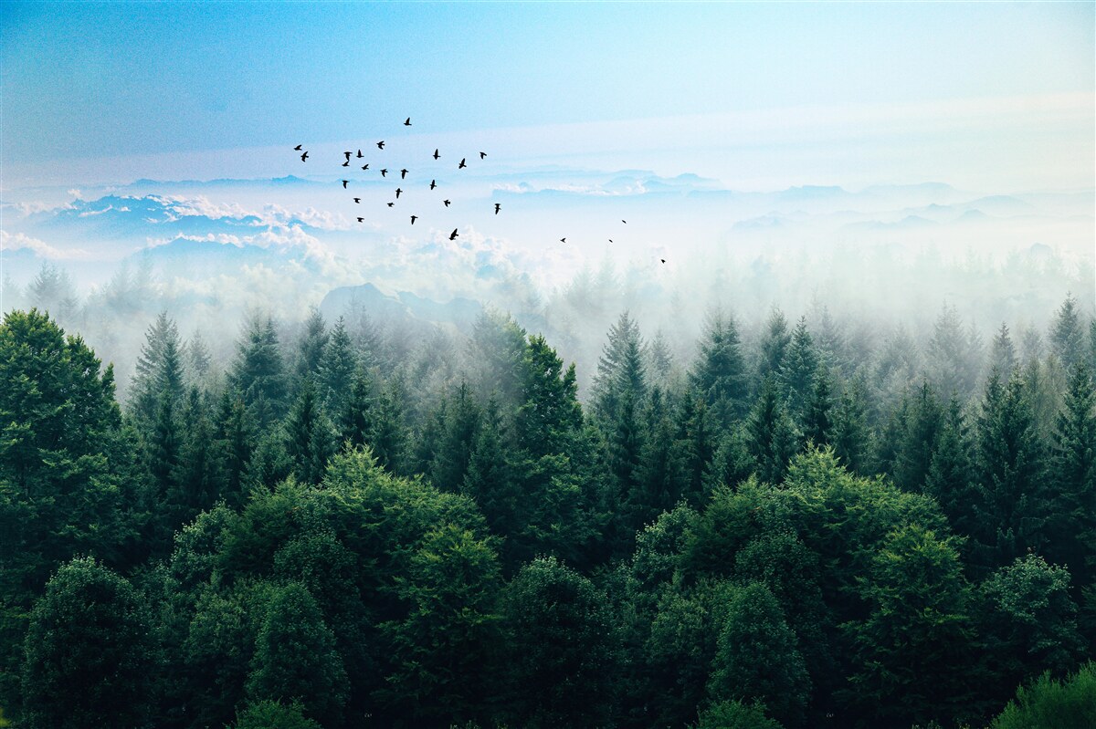 Papier peint les oiseaux planent au-dessus des couronnes des géants de la forêt