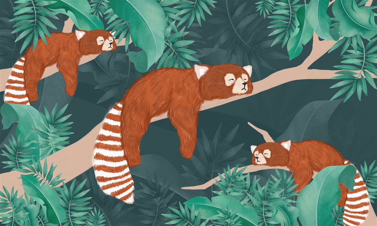 Papier peint pandas orange se reposant sur des branches