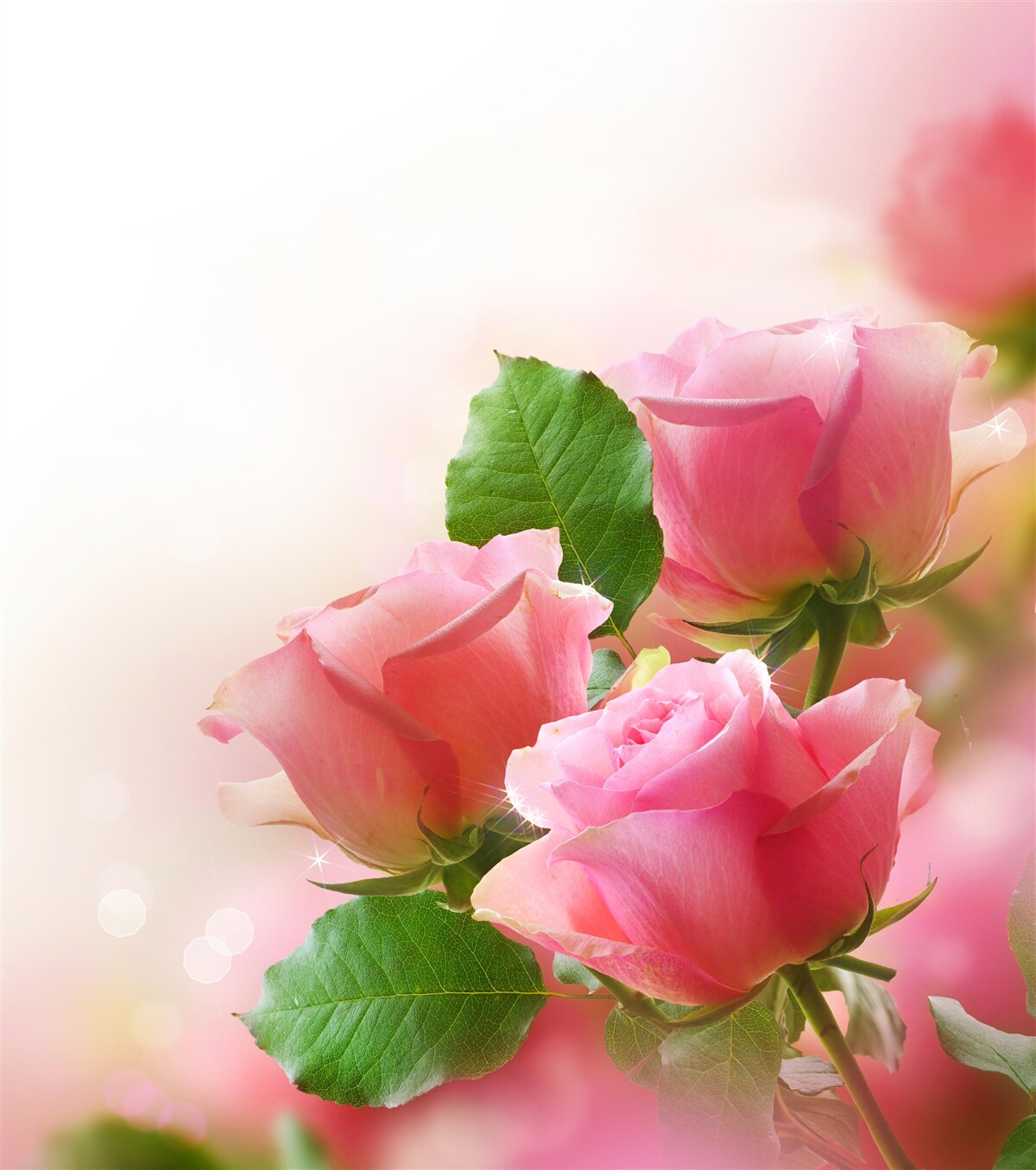 Papier peint roses cramoisies douces avec feuilles vertes