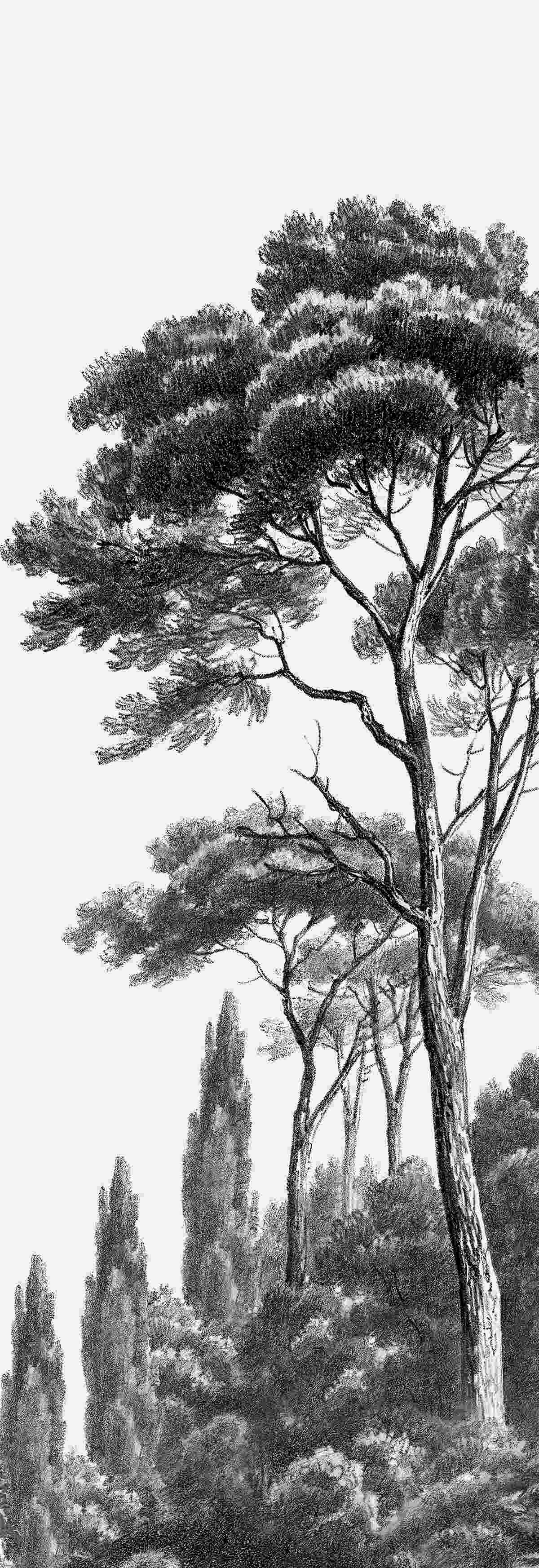 Papier peint bordant densément un grand arbre boisé