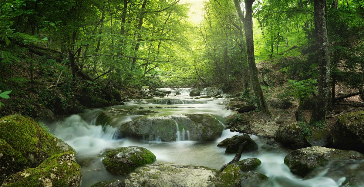 Papier peint les eaux calmes d'une cascade forestière
