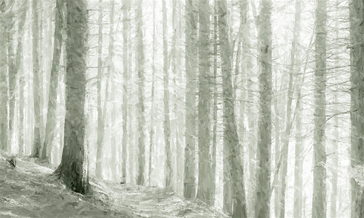 Papier peint un bosquet de pins, hauts et pleins d'aiguilles acérées