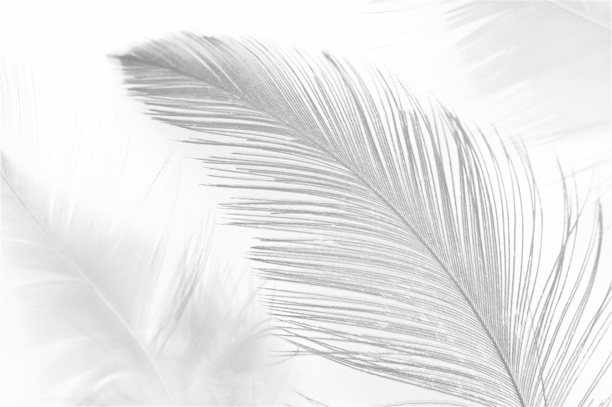 Papier peint deux grandes plumes brillantes