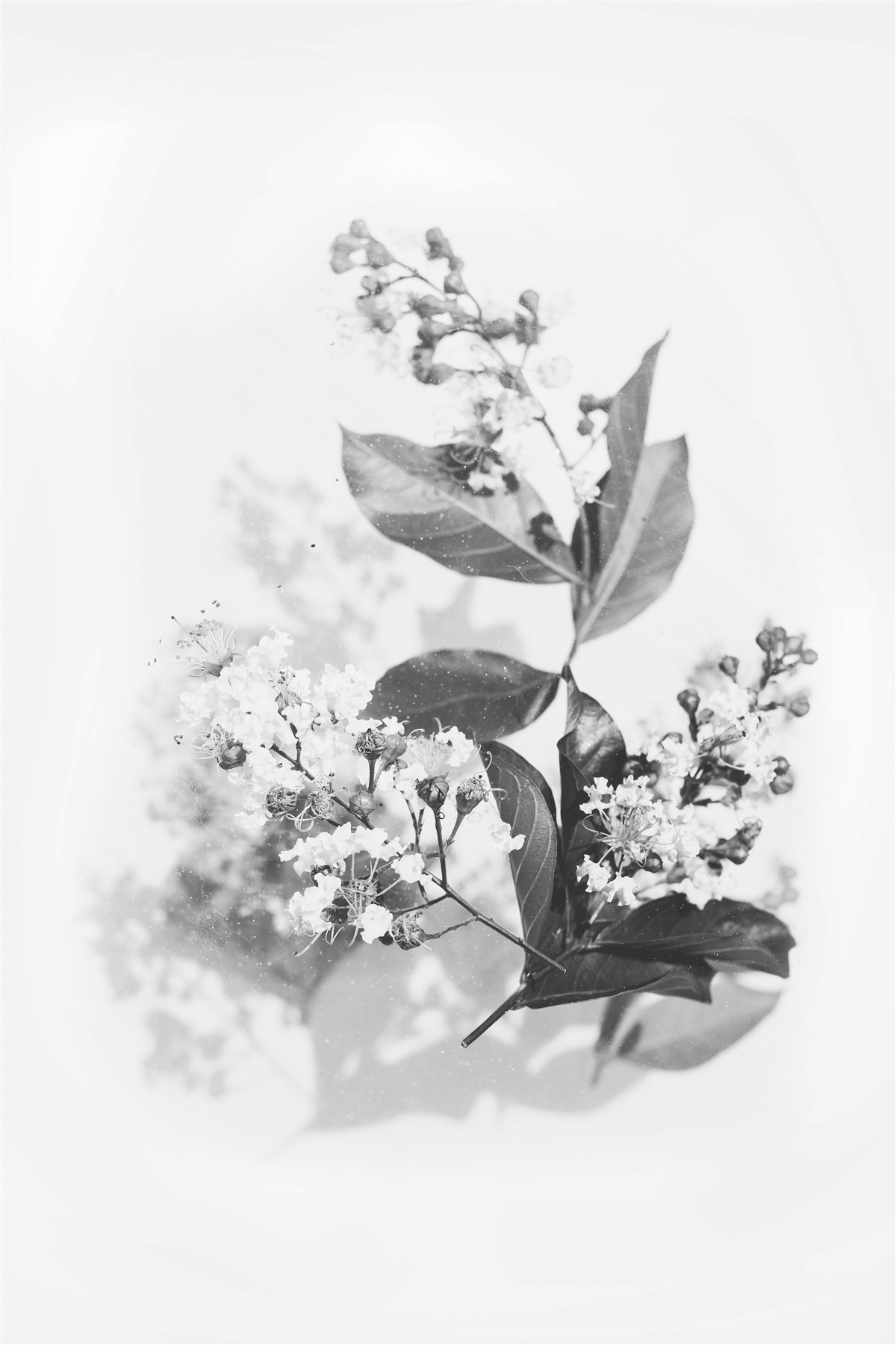 Papier peint une branche avec des boutons de fleurs d'une beauté émeraude