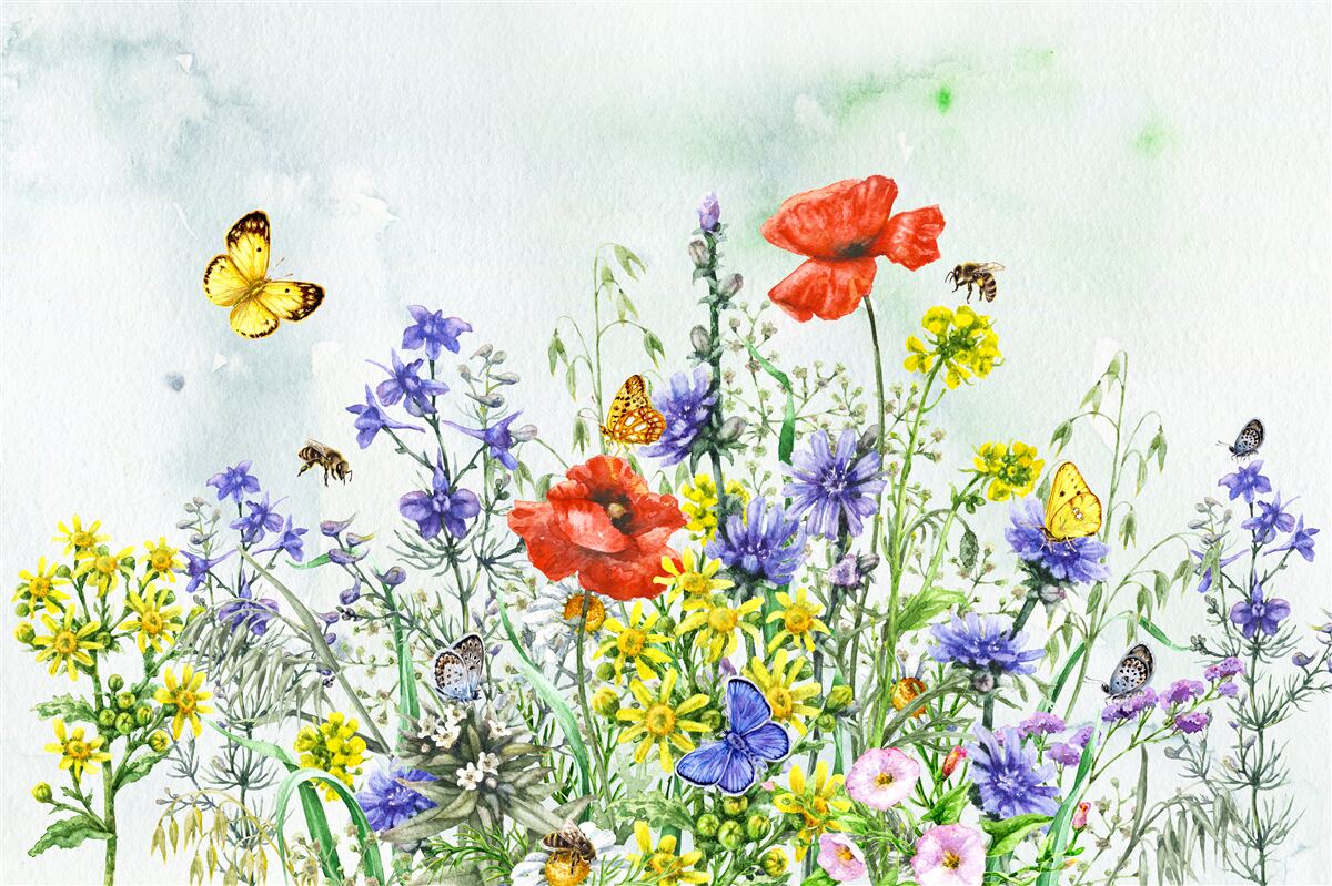 Papier peint Papillons spectaculaires et fleurs de prairie en été