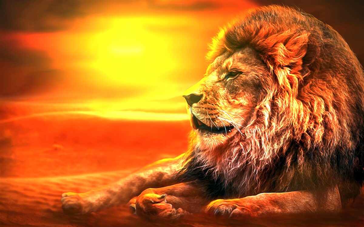 Papier peint un tigre mûr accompagne le déclin du soleil