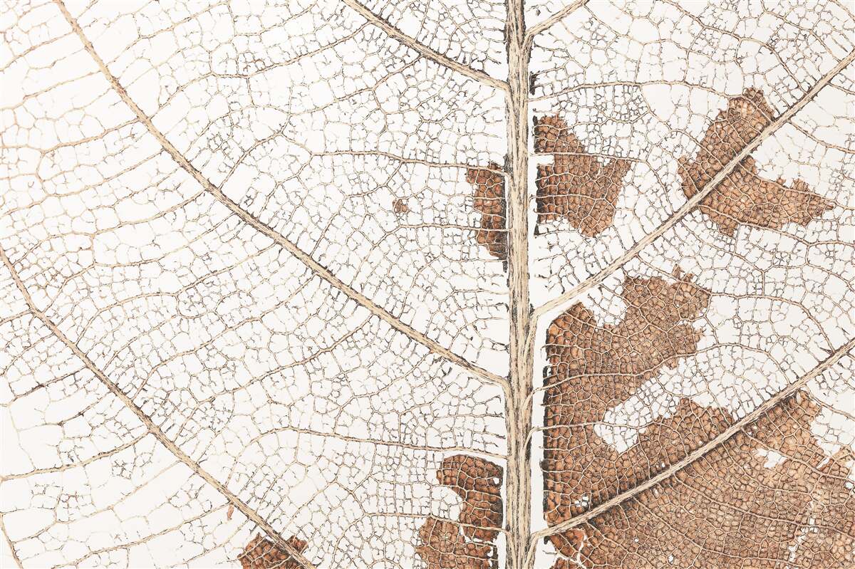 Papier peint feuille d'automne avec une texture unique