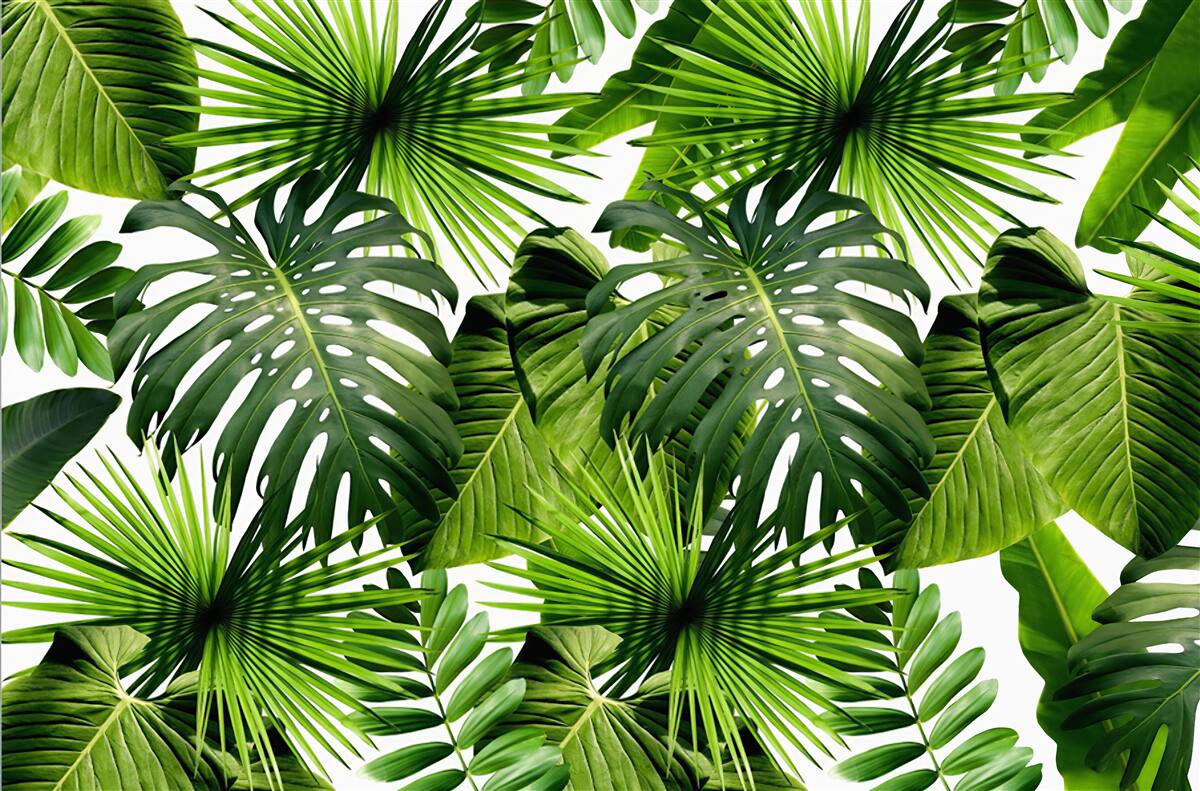 Papier peint Mur, feuille verte