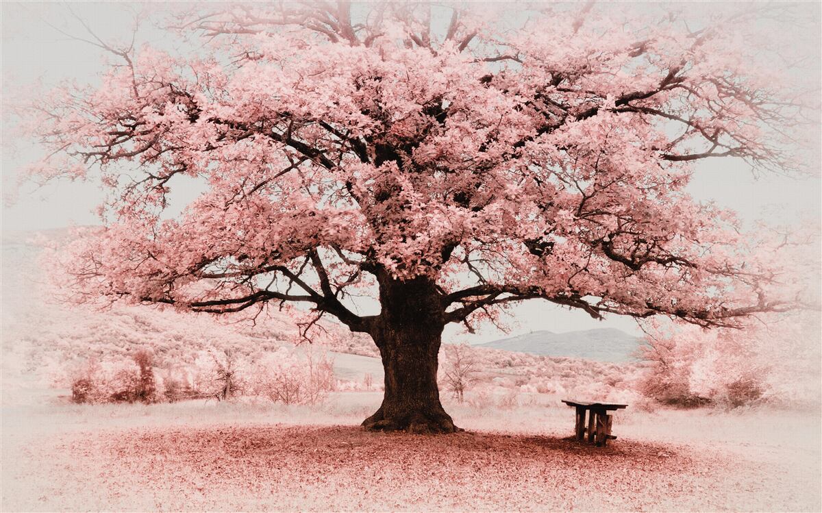 Papier peint le paysage est en nuances de rose