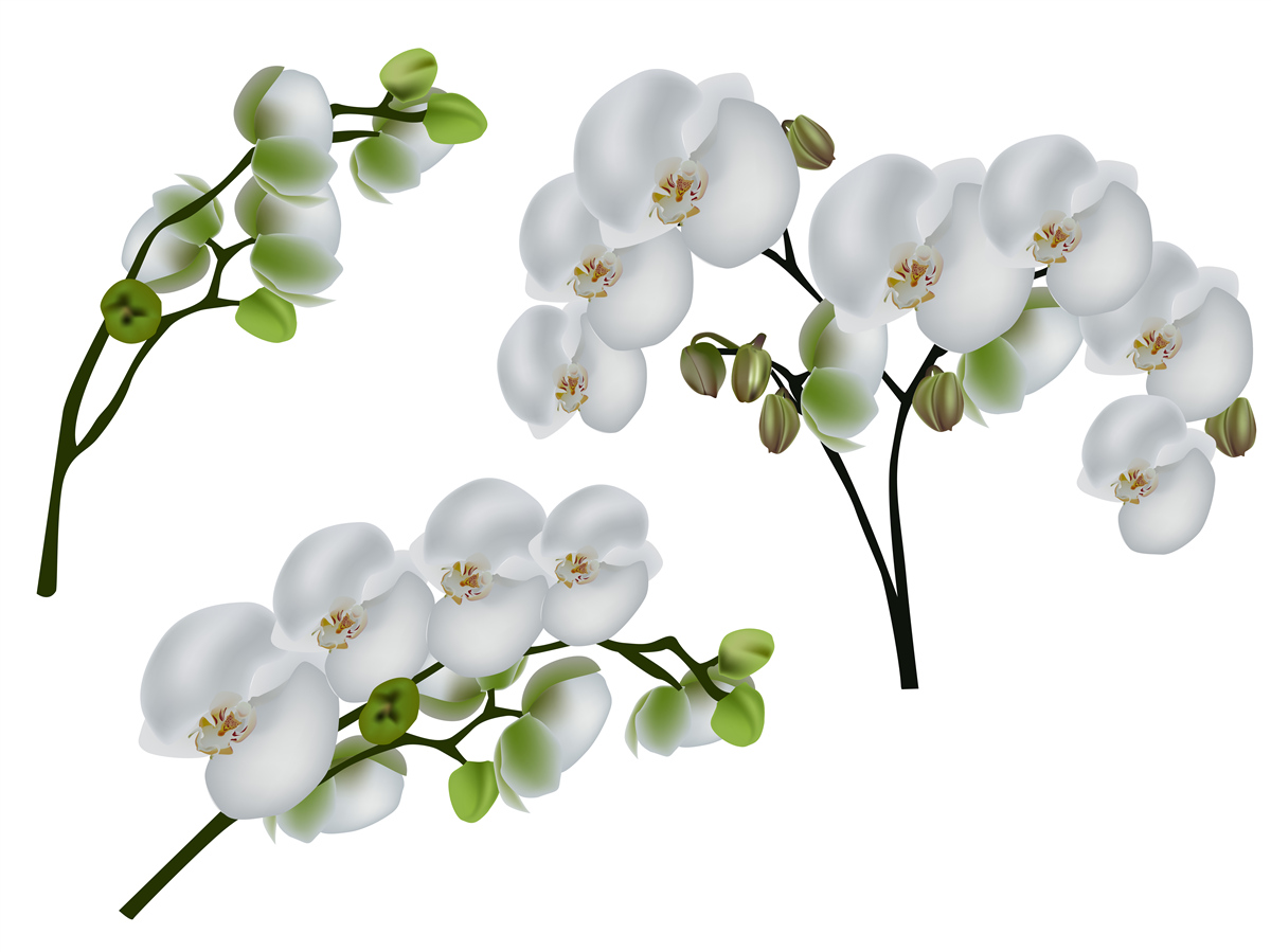 Papier peint orchidée blanche à feuilles vertes