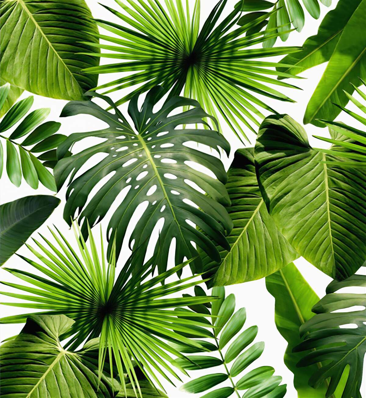 Papier peint les grandes feuilles vertes des plantes tropicales