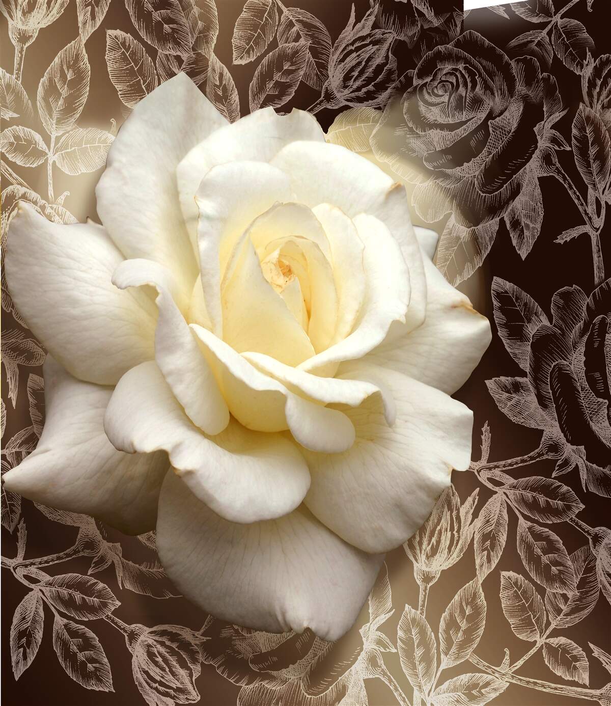 Papier peint magnifique fleur de rose blanche comme neige