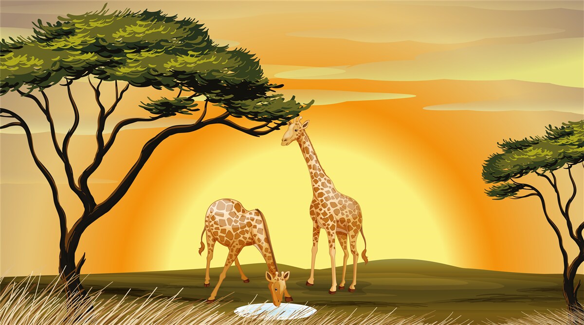 Papier peint girafes sur fond de coucher de soleil dans le désert