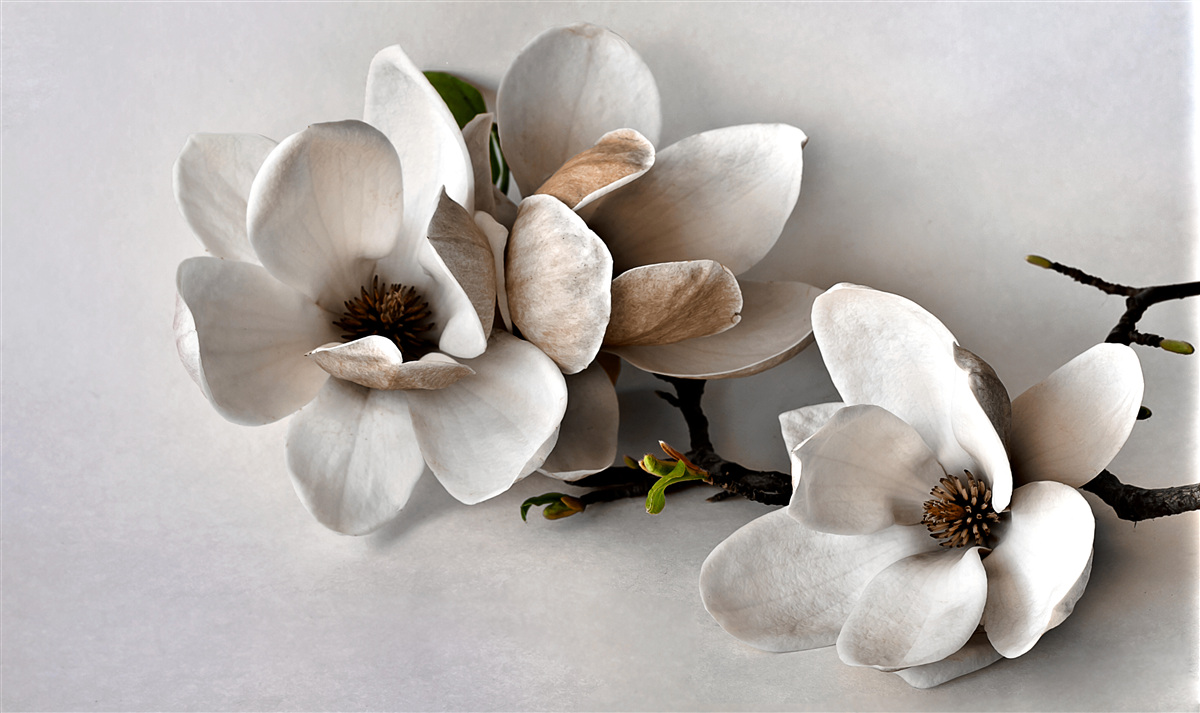 Papier peint branches avec fleurs blanches sur fond gris