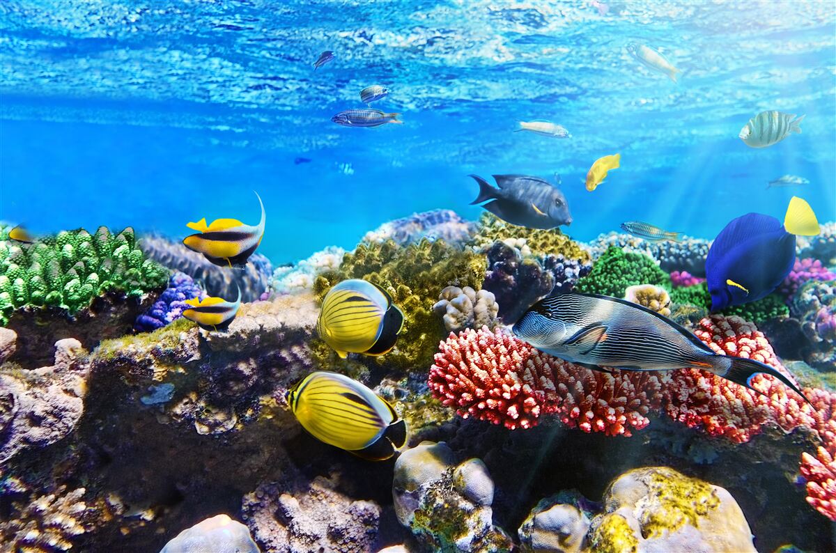 Papier peint le monde merveilleux des poissons sous l'eau